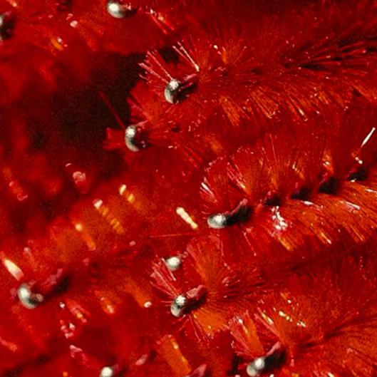 1 Week Lash Fill Package